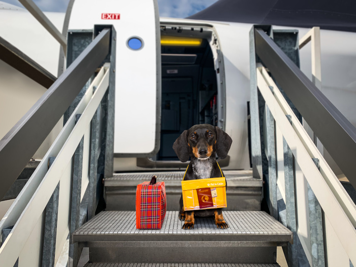 Dachshund dog with luggage bag ready to travel