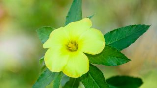 Damiana yellow flower and leaves in the outdoors