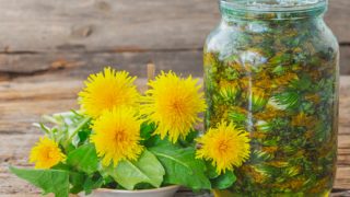 A jar filled with dandelion flowers and water and a bowl of fresh dandelion flowers with leaves