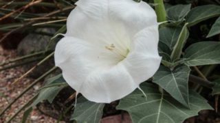 Close-up image of datura flower in a field