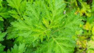 Close-up of davana leaves with a blurred background
