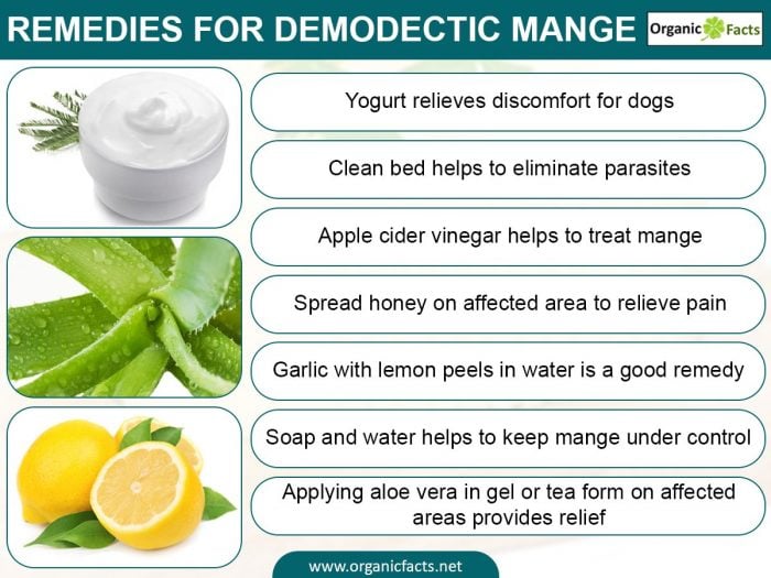 Home Remedies for Dogs with Mange | Top 10 Home Remedies