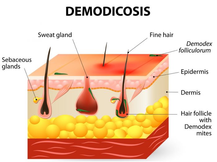 An infographic showing demodicosis