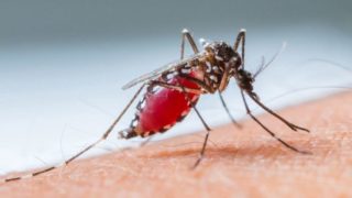 A female mosquito sitting on the skin and sucking blood
