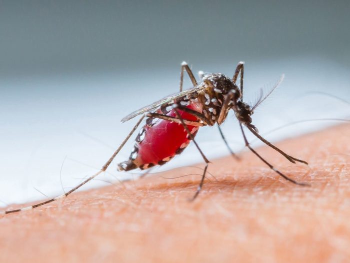 8 Surprising Home Remedies For Dengue Fever Organic Facts