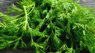 A bunch of fresh green dill leaves on a wooden table