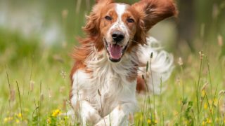 A white and brown dog running in the garden
