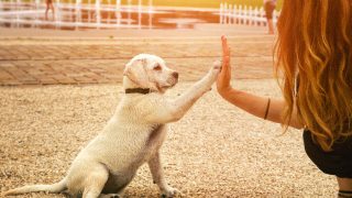 Dog and woman high-five on the playground