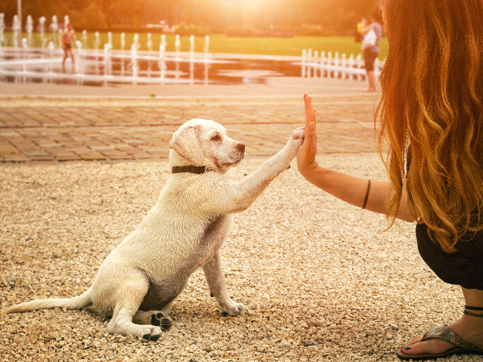 Dog and woman high-five on the playground