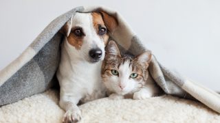A dog and cat covered by a blanket