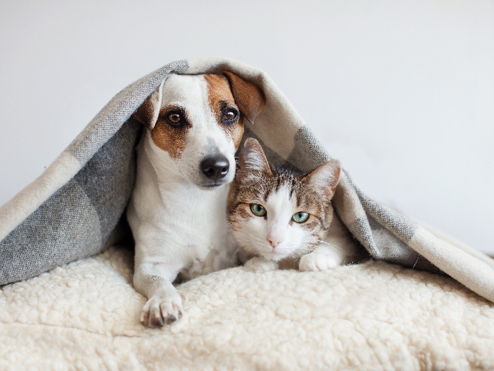 A dog and cat covered by a blanket