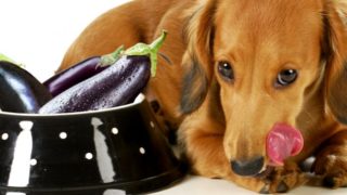 A dog looking hungry sitting next to a bowl of eggplants