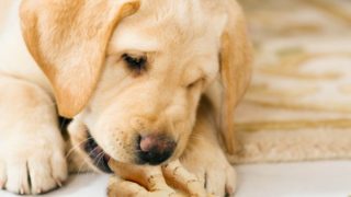 can dogs eat eggplant organic facts can dogs eat eggplant organic facts