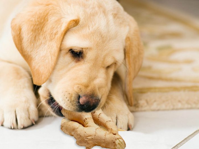 A dog nibbling on a piece of ginger root