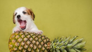 A small puppy keeping its paws on top of a huge pineapple