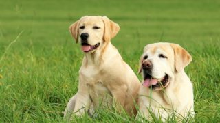 Two dogs in a green field