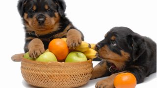 Two puppies sitting against a white background with one of them having kept his front paws on a fruit basket and the other one yawning