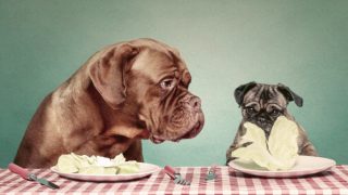 Two dogs, one looking at the other, sitting infront of full plates of cabbage