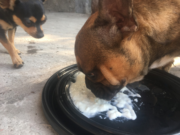 Two pet dogs eating yogurt from a flat black plate