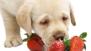 A labrador puppy sniffing strawberries