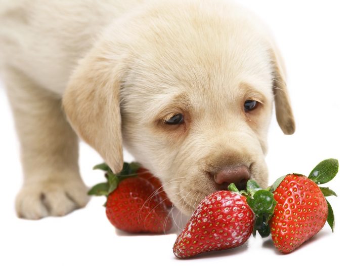 can dogs eat strawberries or bananas