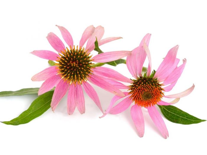 echinacea plant with pink colour petals