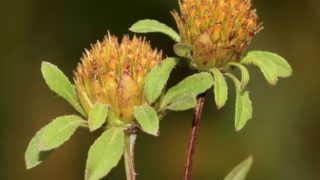 Close-up image of two eclipta flowers