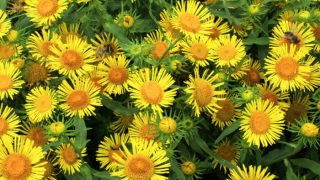 Close-up of a bunch of elecampanes.