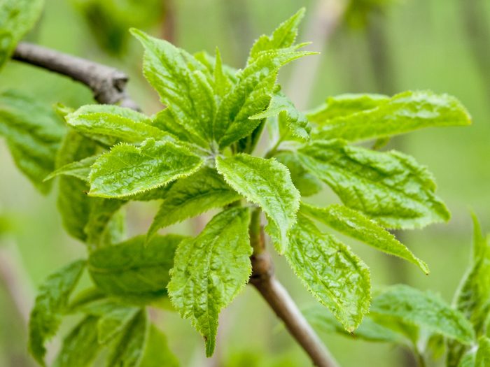 Close up of fresh eleuthero leaves in a forest background