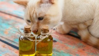 Essential Oils for Cats: All You Need to Know