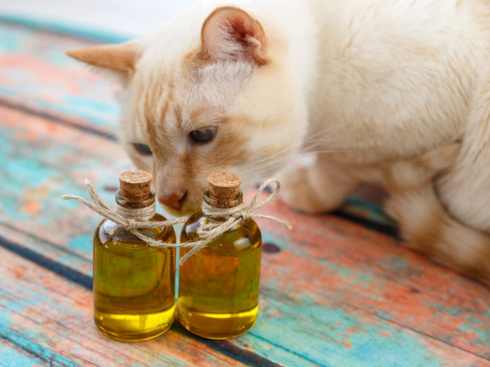 Essential Oils for Cats All You Need to Know Organic Facts