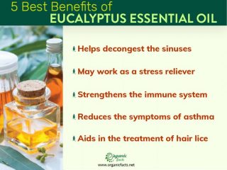7 Health Benefits of Eucalyptus Oil Organic Facts