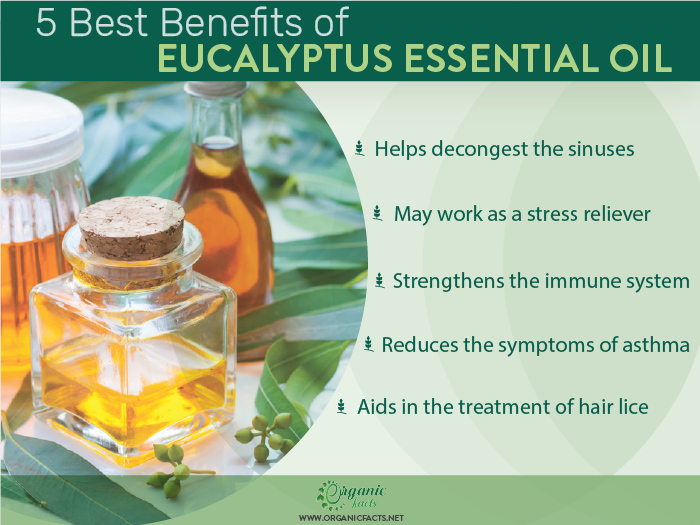 Health benefits of eucalyptus essential oil infographic