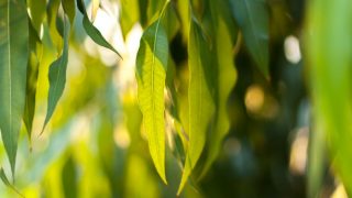 Eucalyptus leaves on a tree