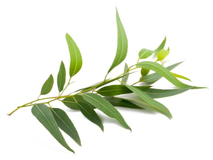 6 Impressive Eucalyptus Benefits & Uses