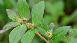 Close-up of Euphorbia hirta