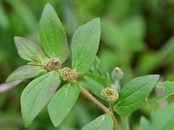 4 Surprising Benefits of Euphorbia Hirta | Organic Facts