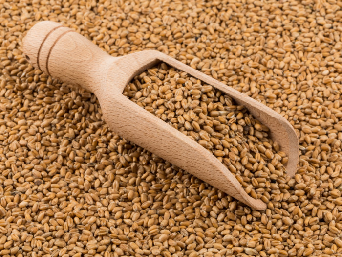 Farro on a rustic spoon
