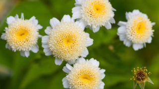 Close up of feverfew flowers in the outdoors