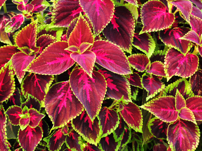 A close-up image of Coleus forskohlii