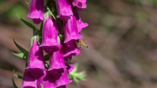 Purple tubular foxglove blossoms in the outdoors