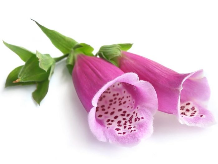 Health Benefits of Foxglove