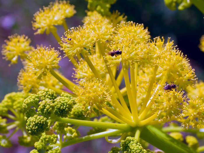 Galbanum plant with yellow shrubs