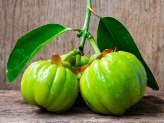 Garcinia cambogia indica