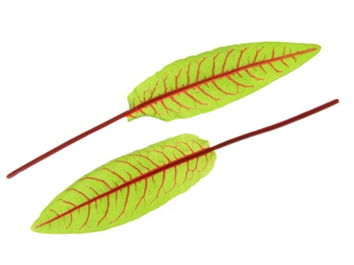 9 Surprising Sorrel Benefits Organic Facts