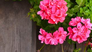 Close-up of pink geranium flowers on a wooden stairs