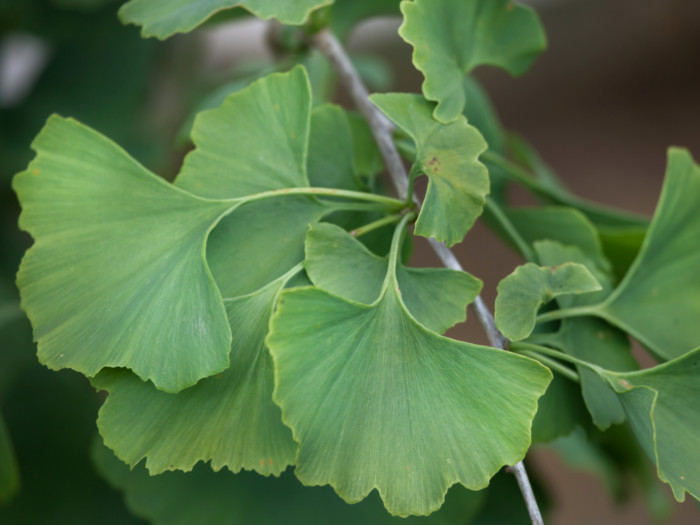 Close-up of fresh and green ginkgo biloba leaves
