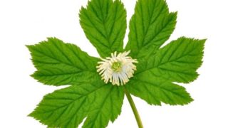 Close-up image of goldenseal flower and leaves on a white background