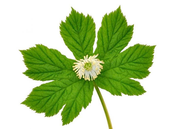 Goldenseal