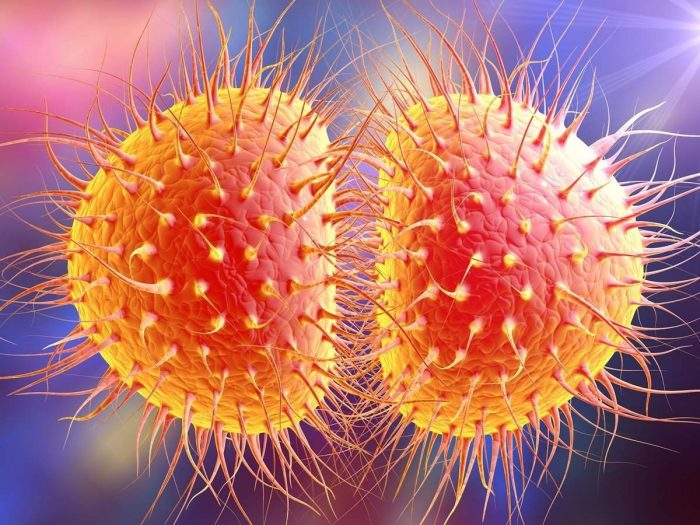 A 2D illustration of bacteria which cause gonorrhea and meningitis